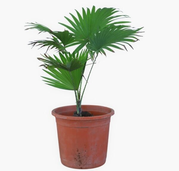 Table Palm (Umbrella Palm)