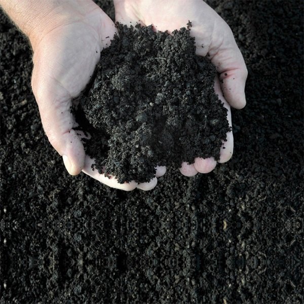 Vermi Compost Natural Fertilizer