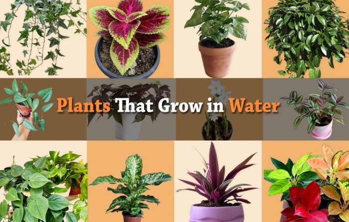 plants that grow in water