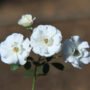 Extra White Kashmir Rose