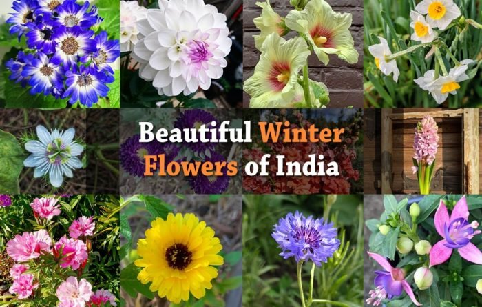 Winter Flowers Of India