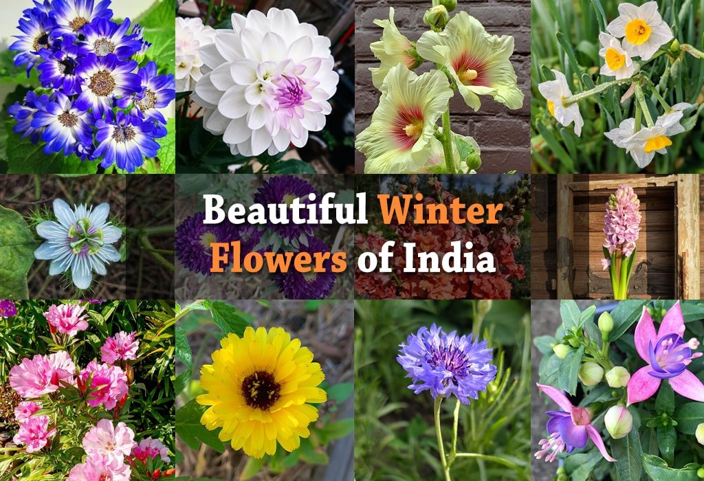 Names Of Winter Flowers