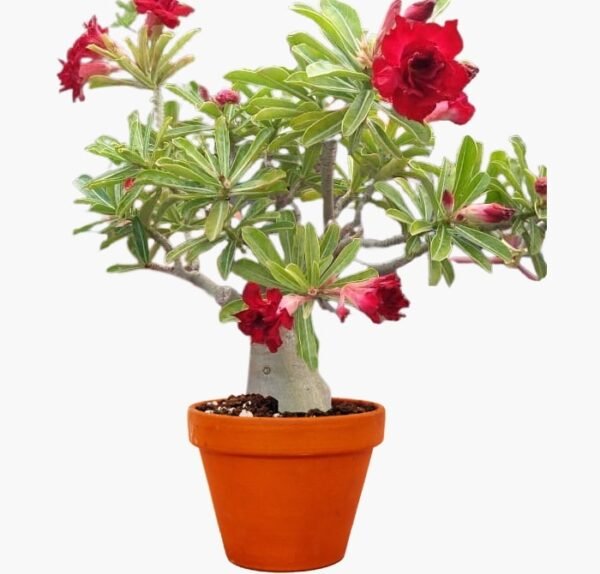 Adenium Plant (Bunchy Red)