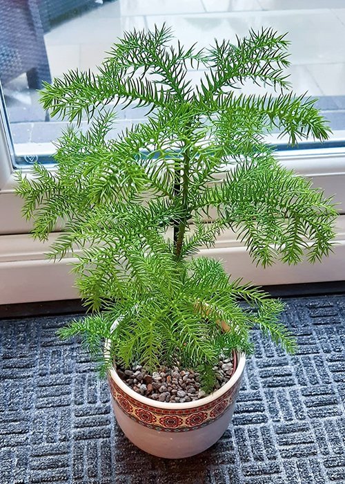 Araucaria heterophylla