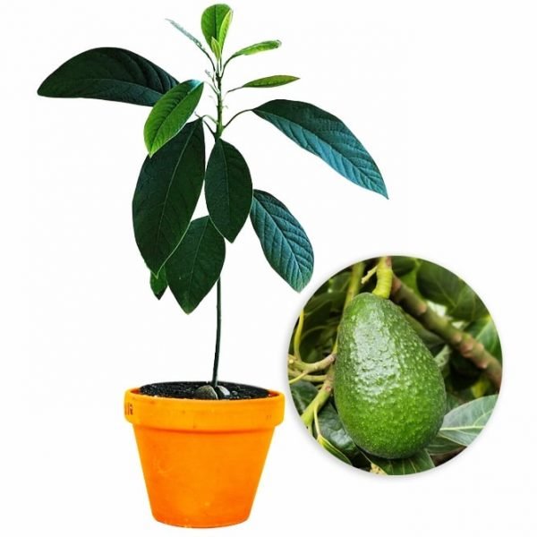 Buy Butter Fruit Plant (Avocado) in India from Econut Plants