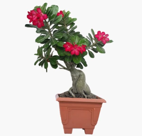 Desert Rose Bonsai Plant