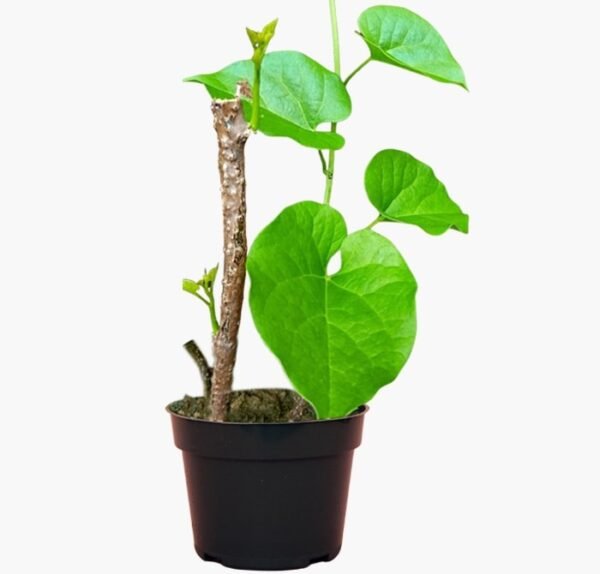 Giloy Plant (Tinospora Cordifolia)