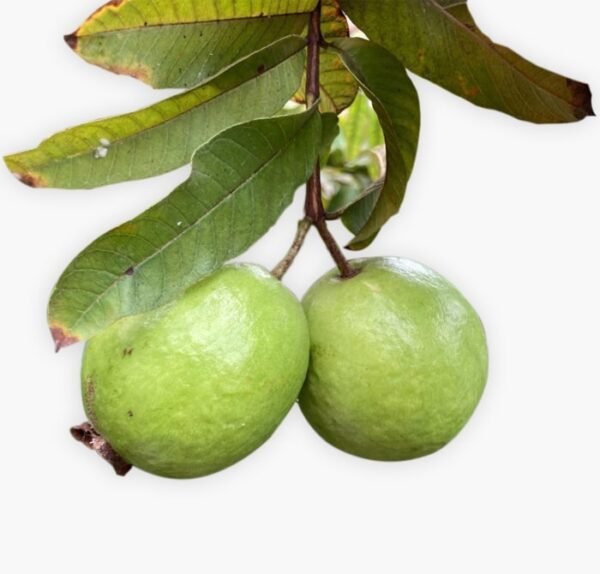 Guava (Guava Fruit Plant)