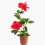Hibiscus Flower (Gudhal Flower Plant-Red)
