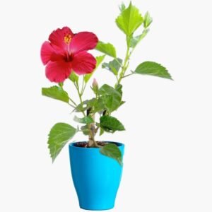 Hibiscus Plant (Gudhal Flower Plant-Pink)