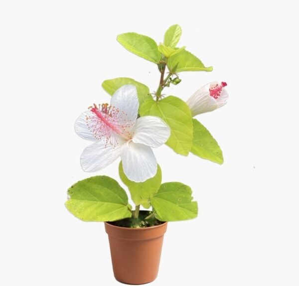 Hibiscus Plant (Gudhal Flower Plant-White)