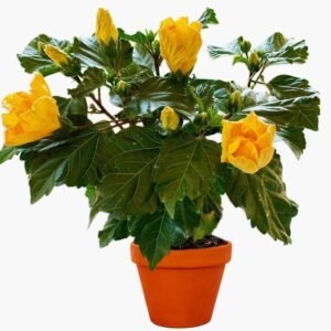 Hibiscus plant (Gudhal Flower Plant-Yellow)