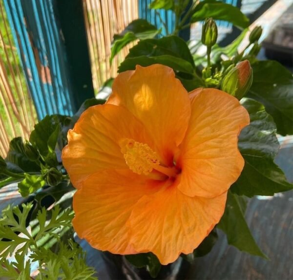 Hibiscus Plant Orange