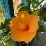 Hibiscus Plant Orange