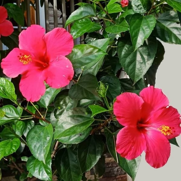 Buy Hibiscus plant (Gudhal Flower Plant-Pink) in India from Econut Plants