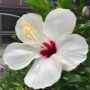 Hibiscus Flower Plant White