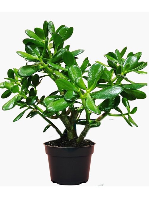 jade plant or lucky plant