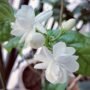 Jasmine Flower Plant