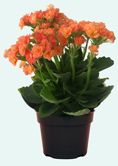 kalanchoe plant