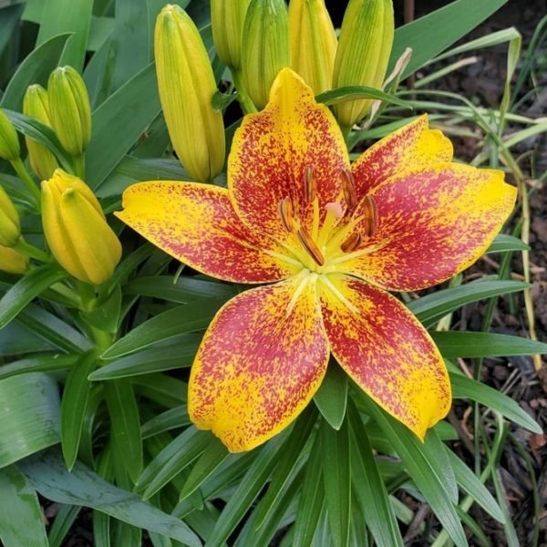 Buy Lily flower bulb (Asiatic Lily/ Oriental Lily) in India from Econut