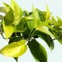Money Plant Golden Pothos