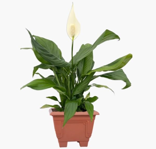 Peace Lily (Spathiphyllum Plant)