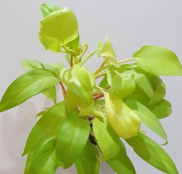 Philodendron Ceylon Golden