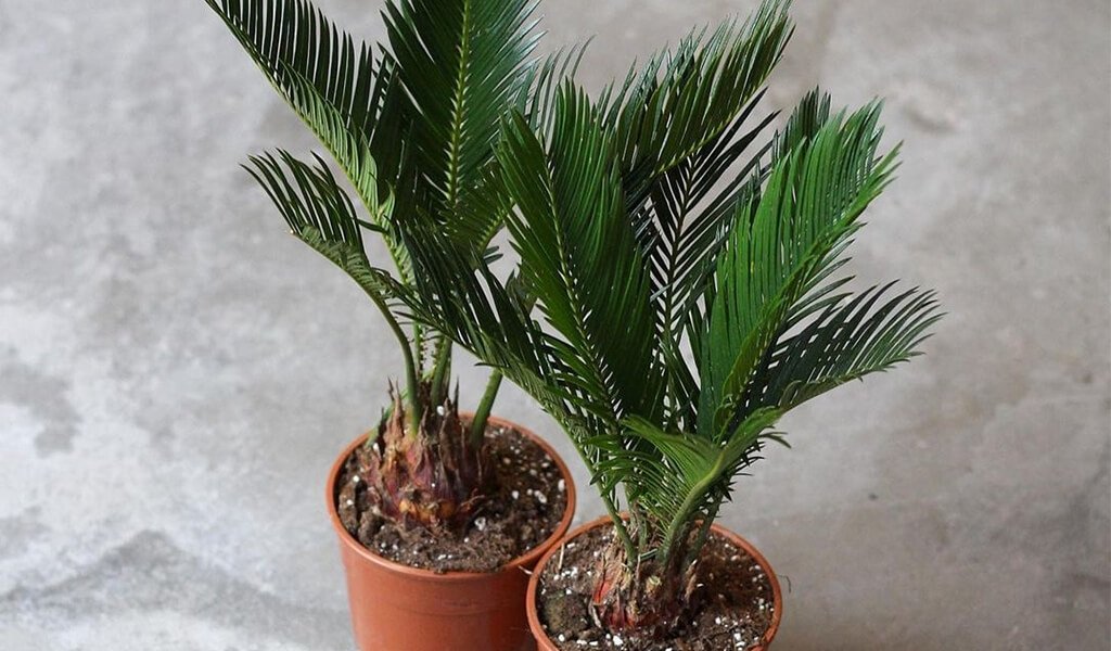 sago foliage palm