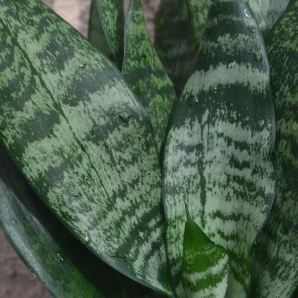 Sansevieria Green Air Purifier Snake Plant Leaves