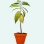 Sitaphal Plant