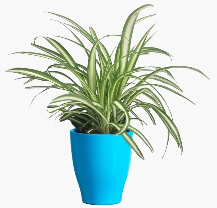 Spider Plant (Chlorophytum)