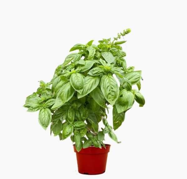 Sweet Basil Plant