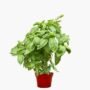 Sweet Basil Plant