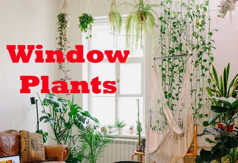 Window Plants 10 MostLoved Plants for Windows