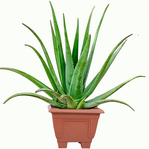 Aloe Vera Plant