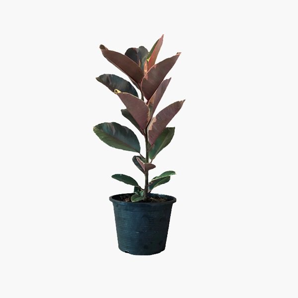 Rubber Plant (Ficus Elastica - Baby)