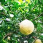 Woodapple Plant