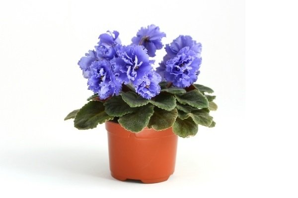 African Violet