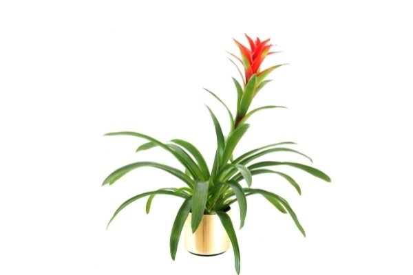 Bromeliads Plant