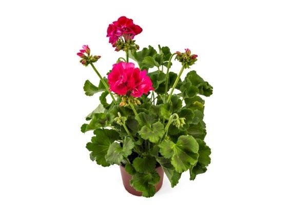 Geranium Pelargonium