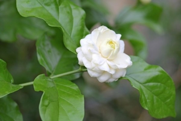 Jasmine Flower Plant