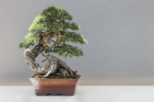 Old Pine Bonsai Tree