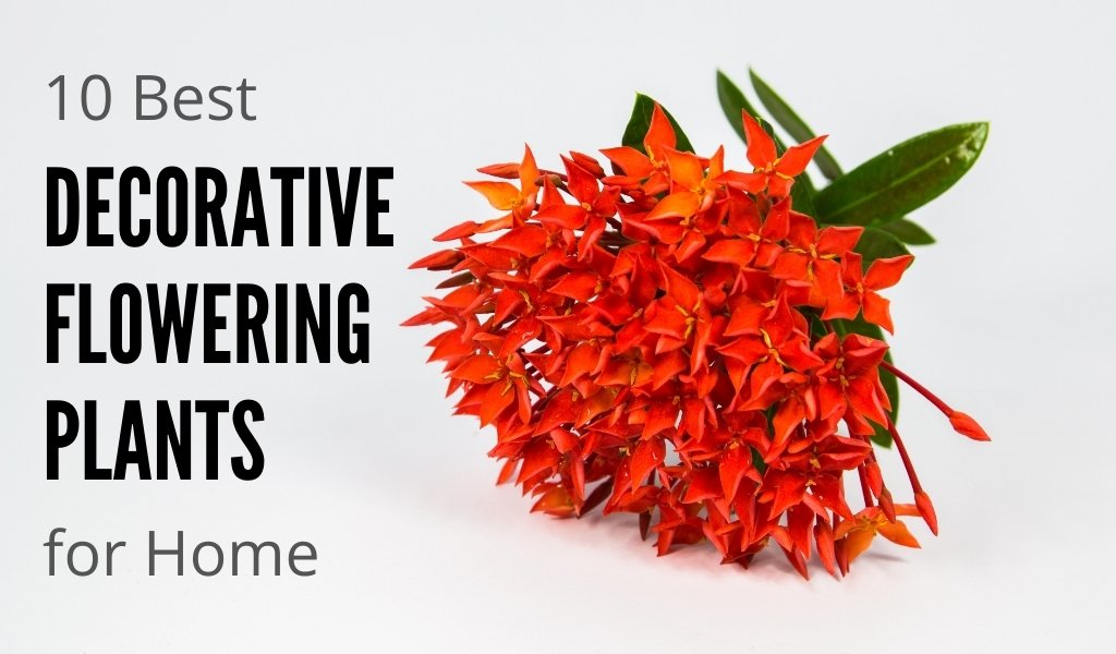 Best Indoor Decorative Flowering Plants