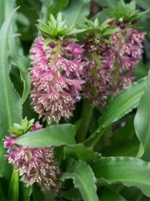 eucomis plant