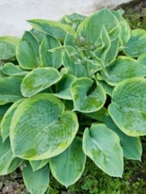 hostas plant