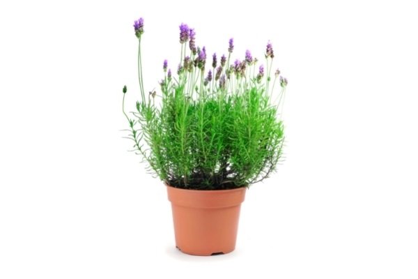 Lavender Plant