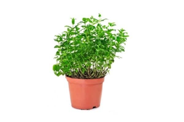 mint plant