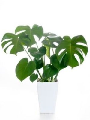 monstera deliciosa