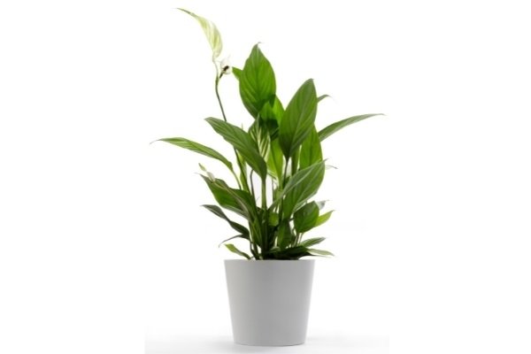 Peace Lily Plant