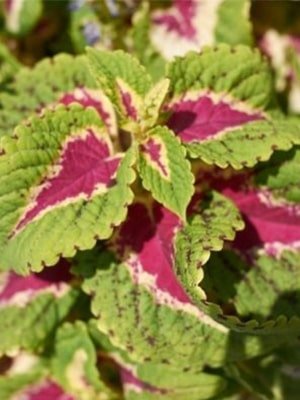 plectranthus scutellaroids